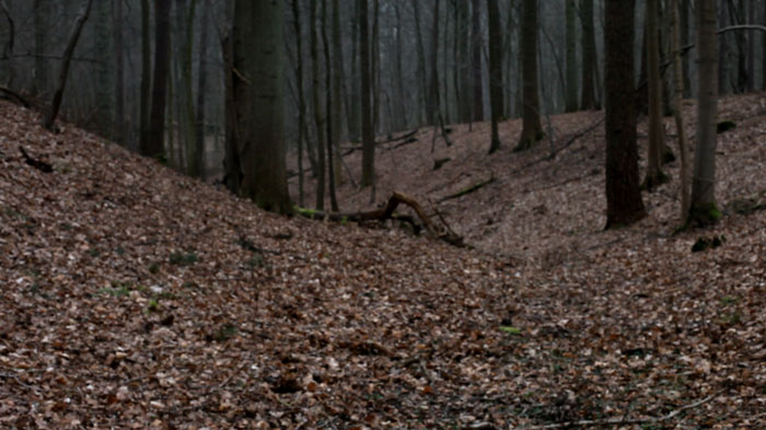still forest by Anastasya Koshkin